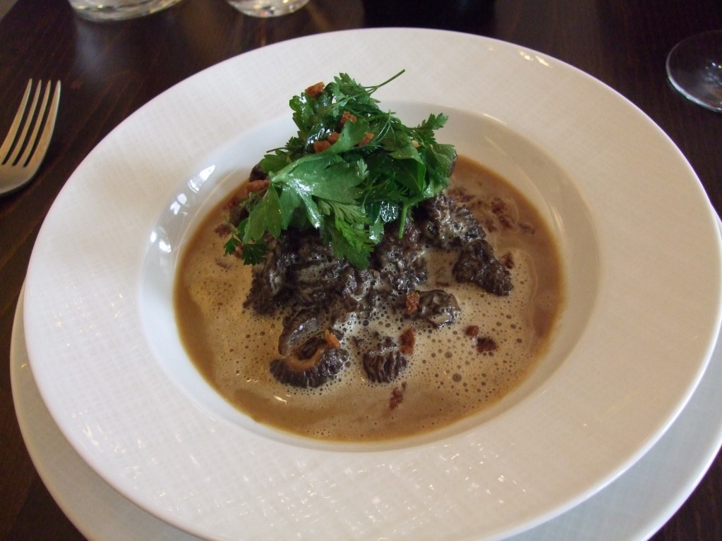 morels by John Talbott morels by John Talbott