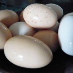 Eggs from the fromagerie de Saunière by Bruno Verjus