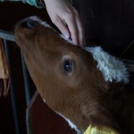 Baby cow by dfarrell07 via Flickr
