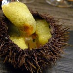 Sea Urchin at Agapé Substance