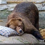 hibernation