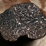 Black winter truffle - photo by Wazouille