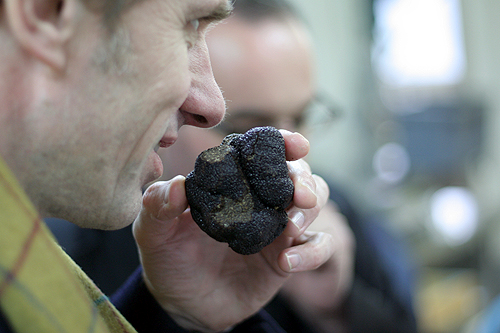 Truffle sniffing - photo with permission from David Lebovitz