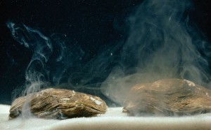 Oysters release sperm and eggs, plus their nasty herpes, into the ocean. Photograph by Robert Sisson, National Geographic