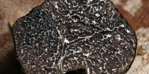 Black winter truffle - photo by Wazouille