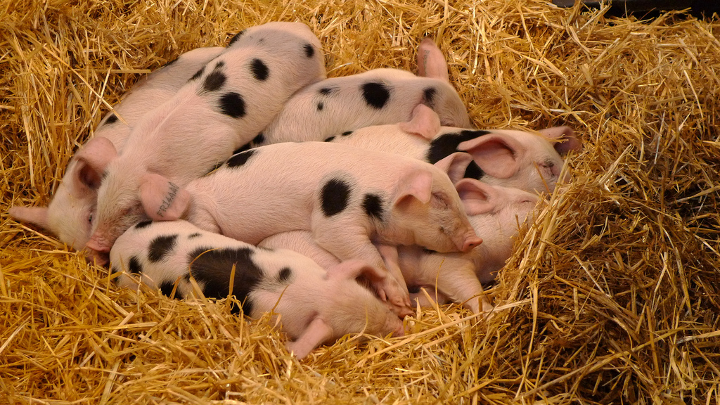 pigs at salon de l'agriculture | parisbymouth.com